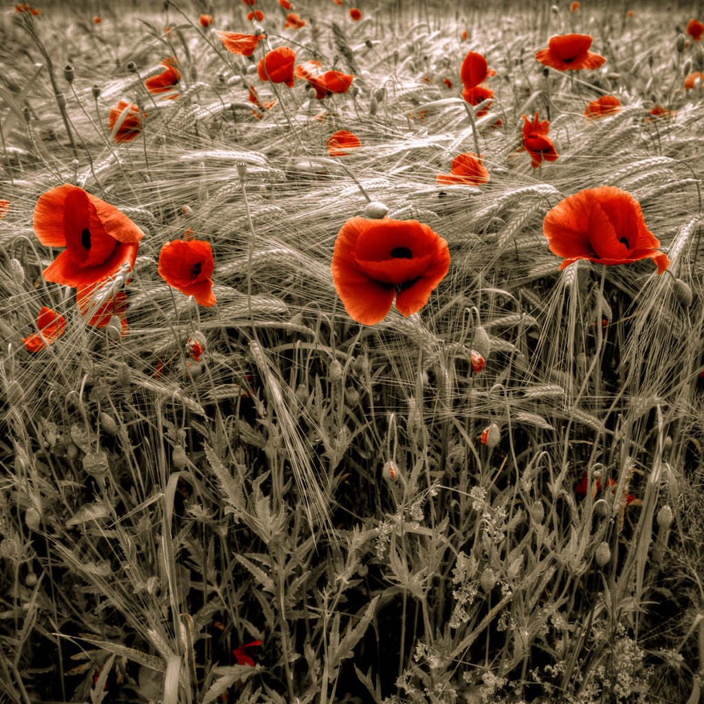 Цветение HDR