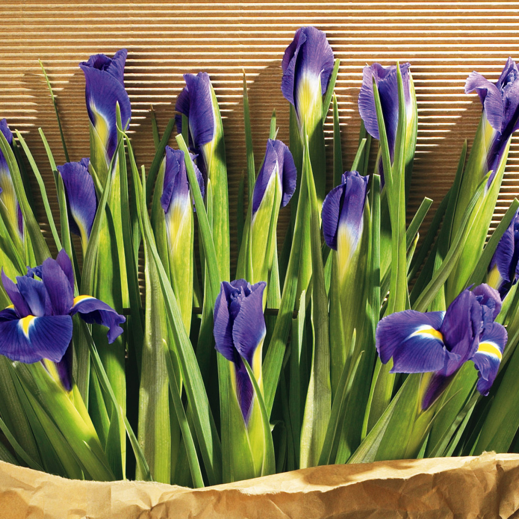 Цветы в подарок