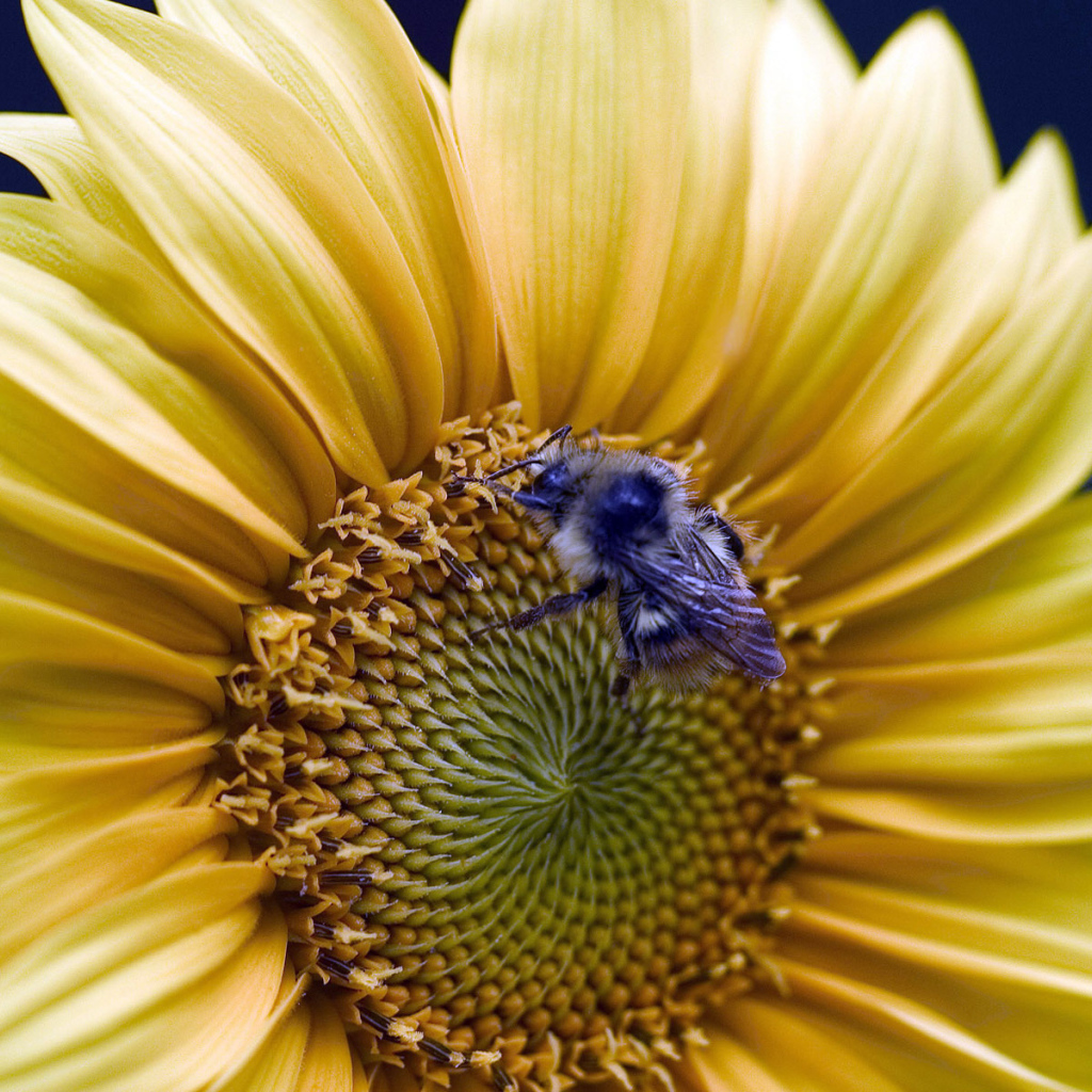 Золотой подсолнух