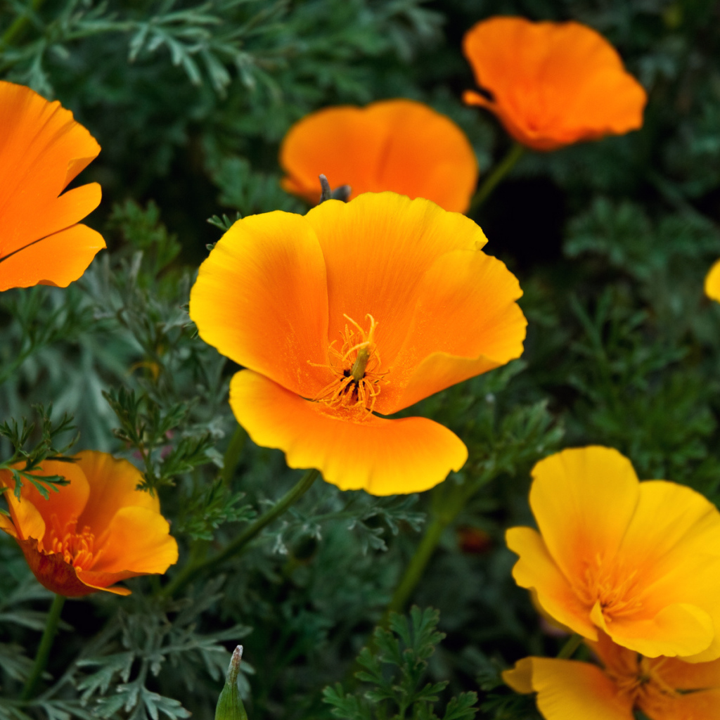 Золотые лепестки