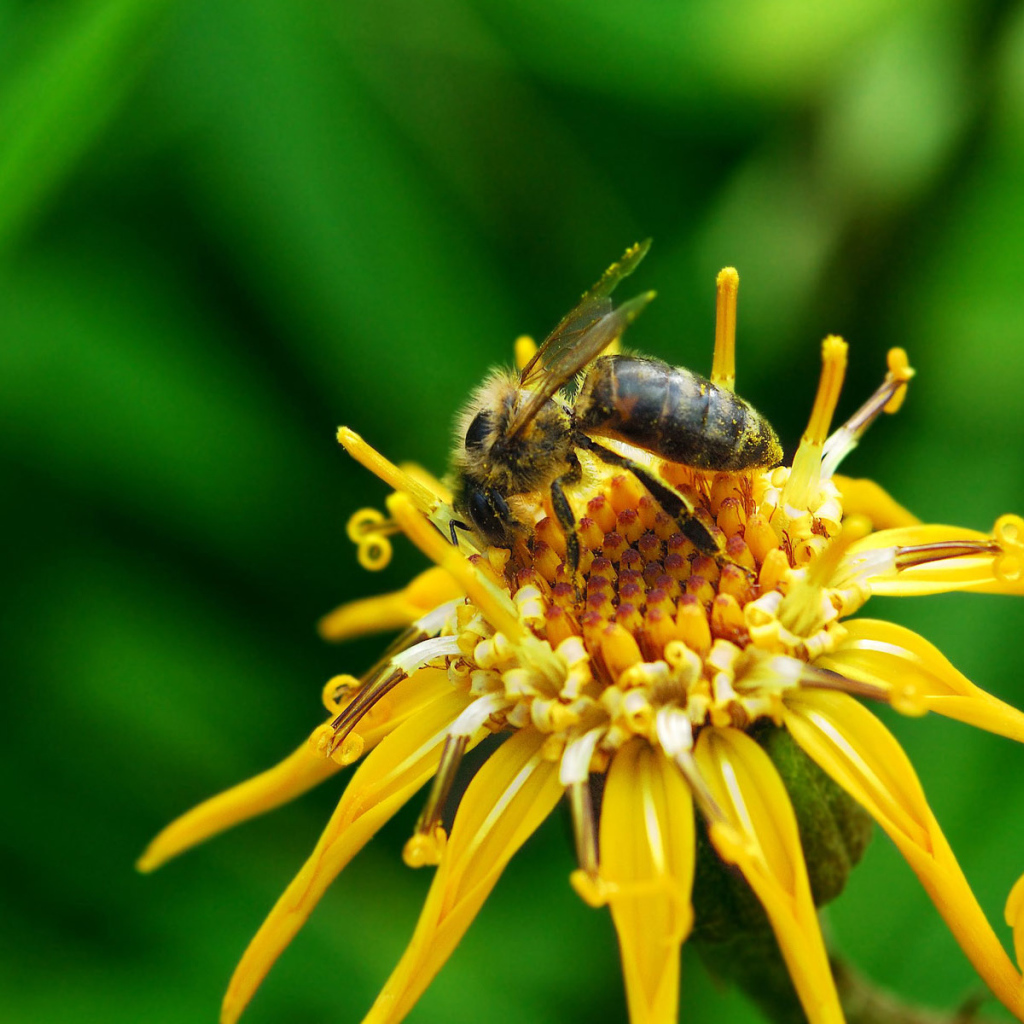 Насекомое на цветке