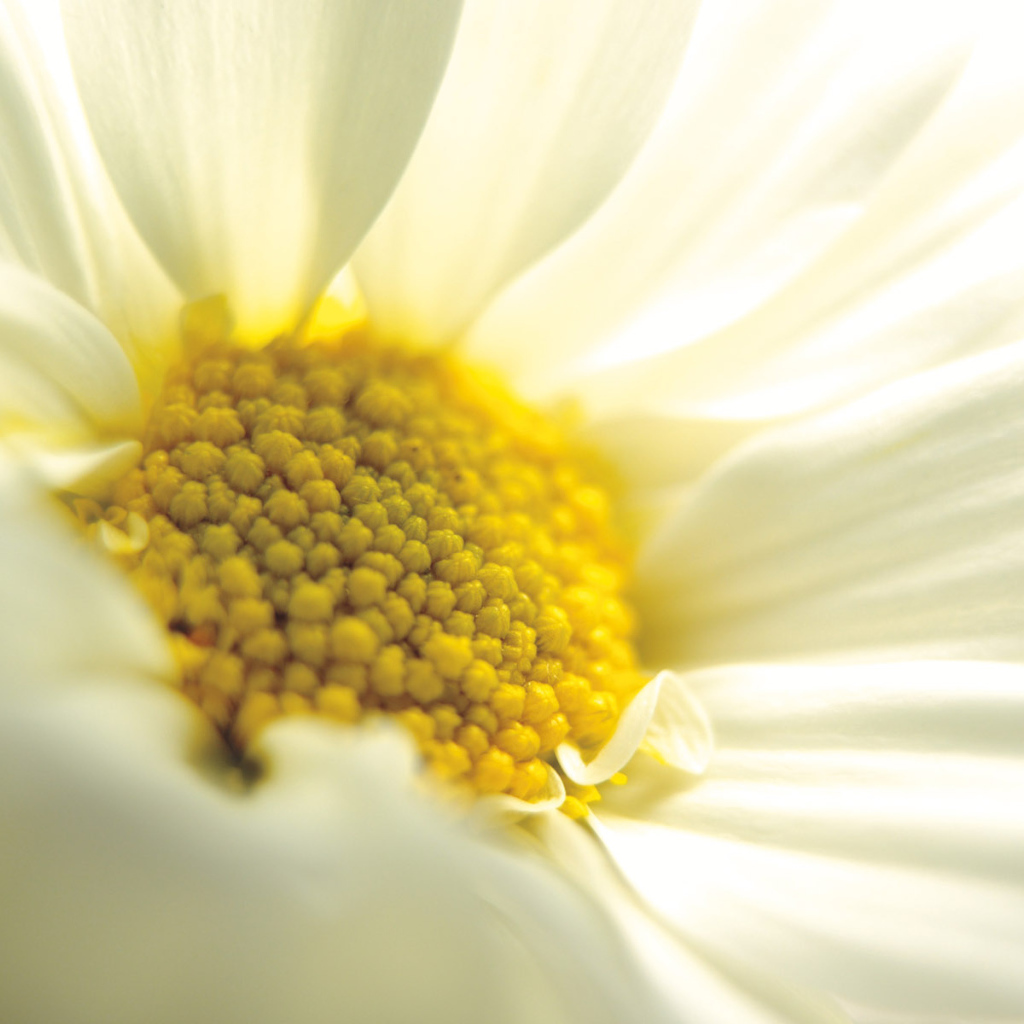 Большая ромашка