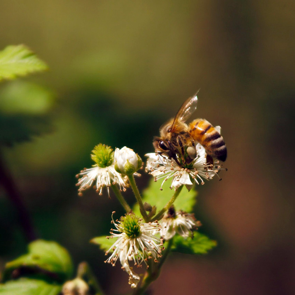 Весенние цветы