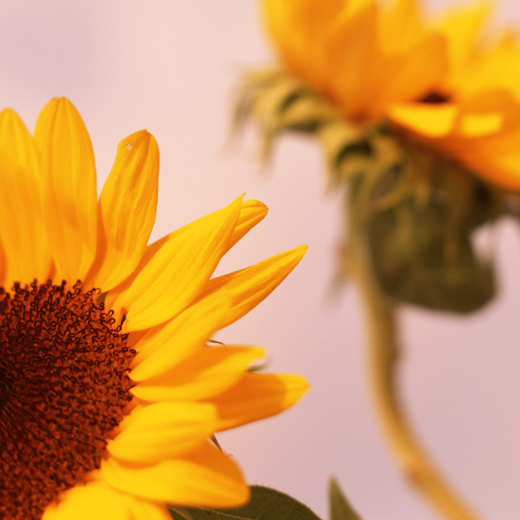 Цветы солнца