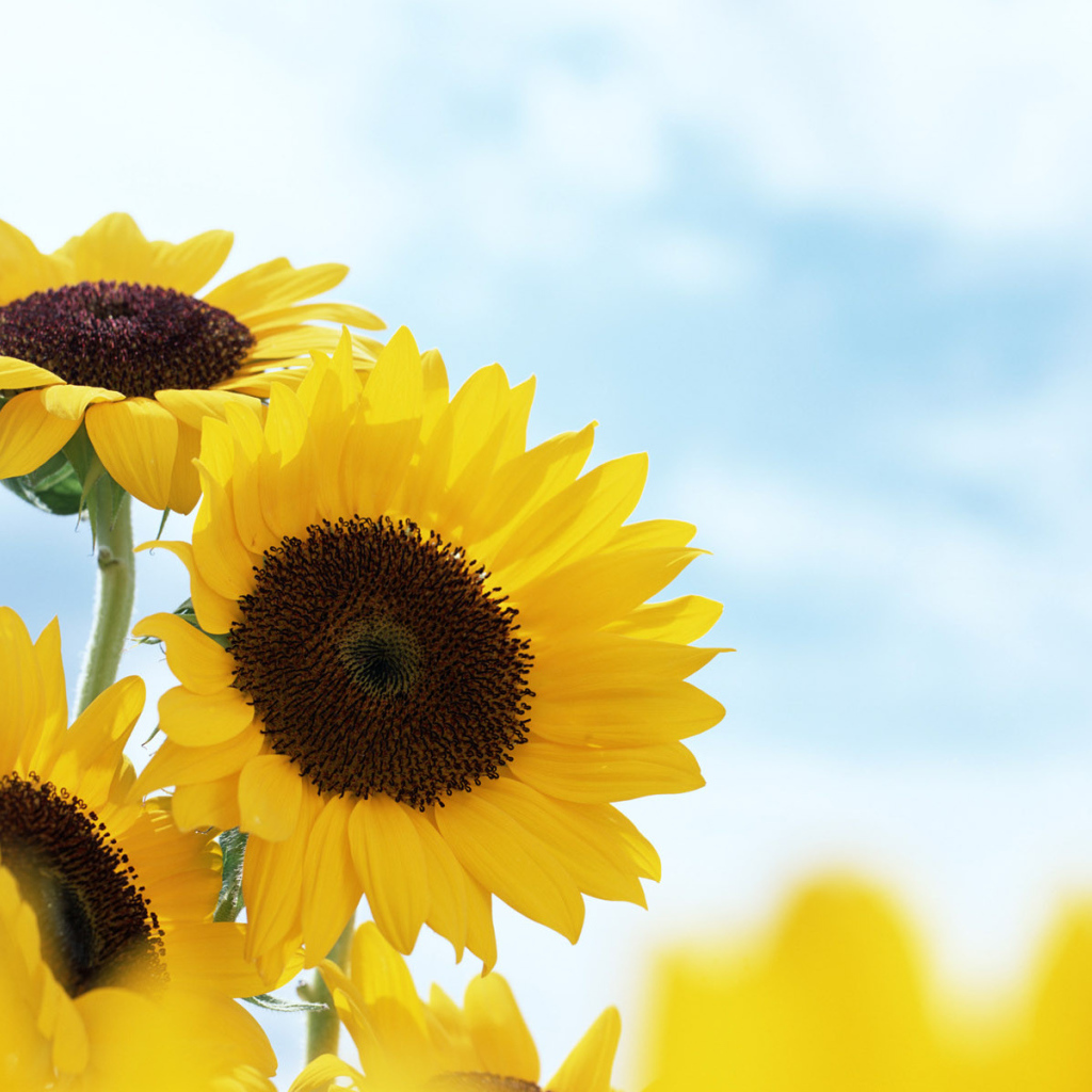 Подсолнечник