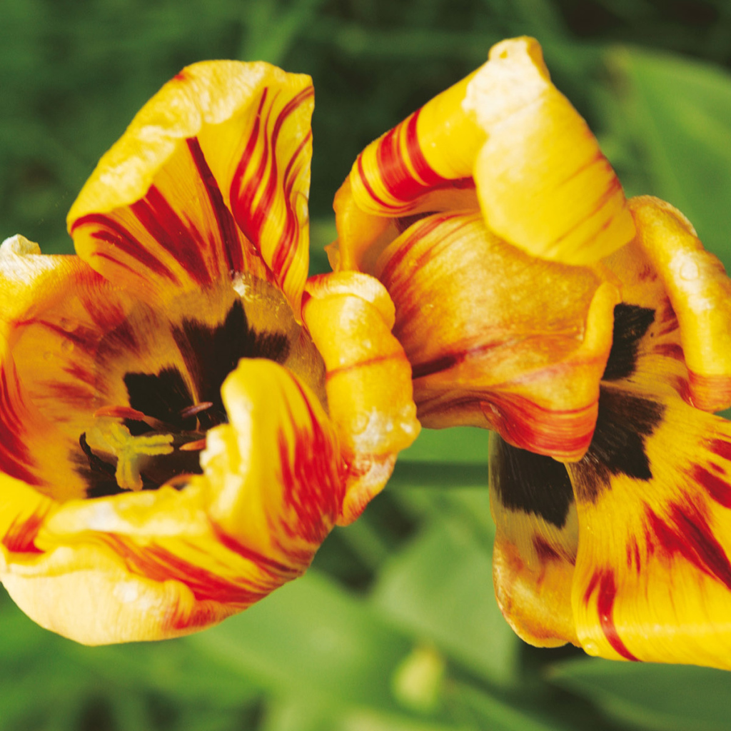 Тигровые цветы