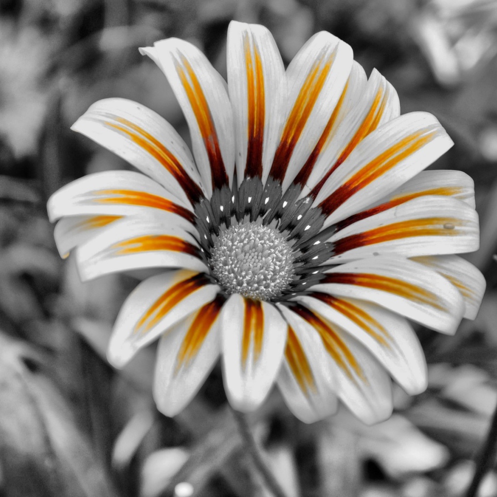 Тигровый цветок