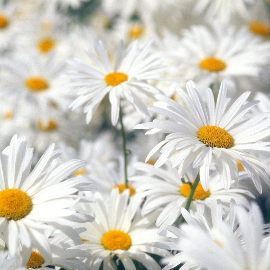 Белые ромашки