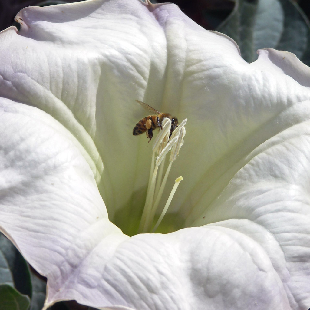 Белый цветок