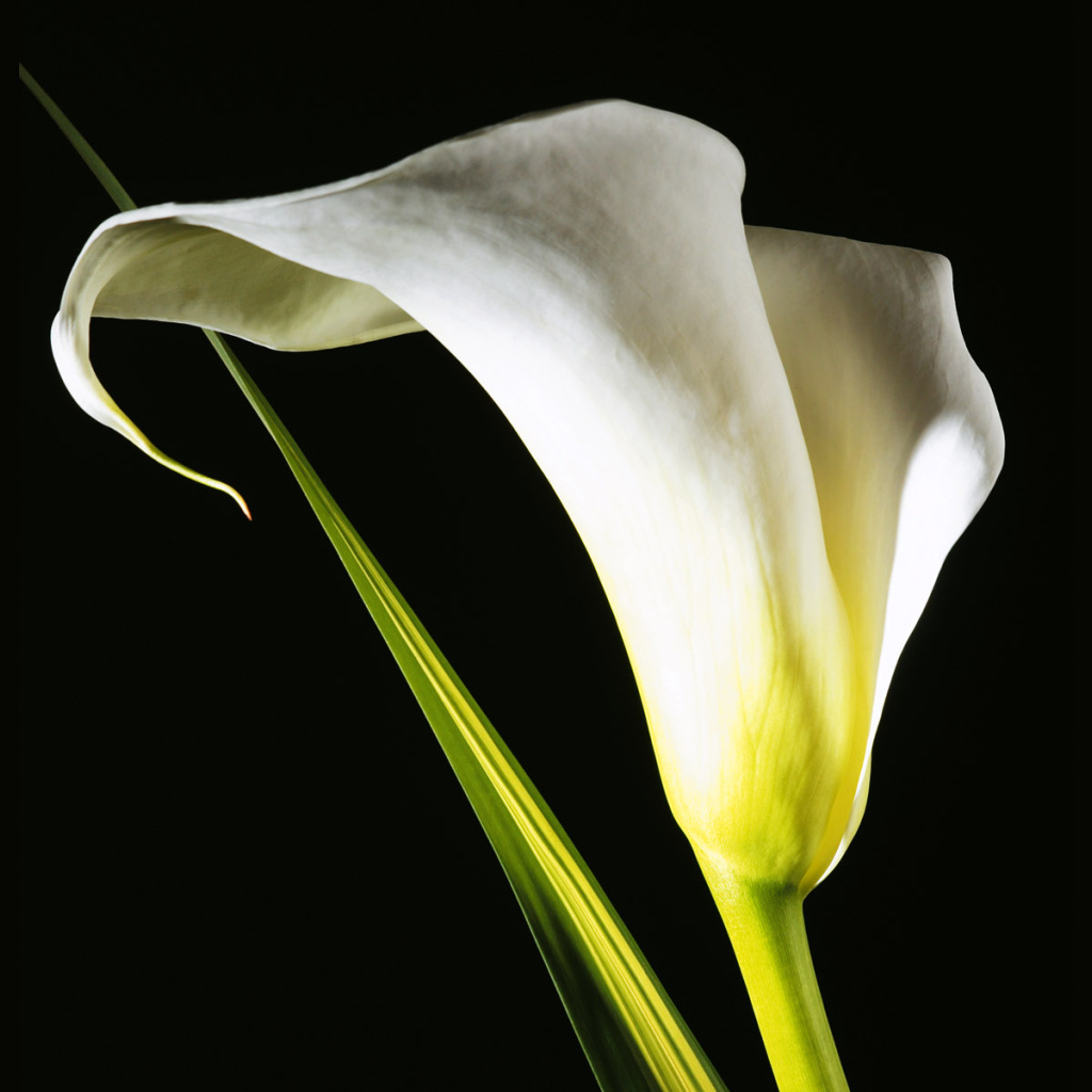 Белый цветок