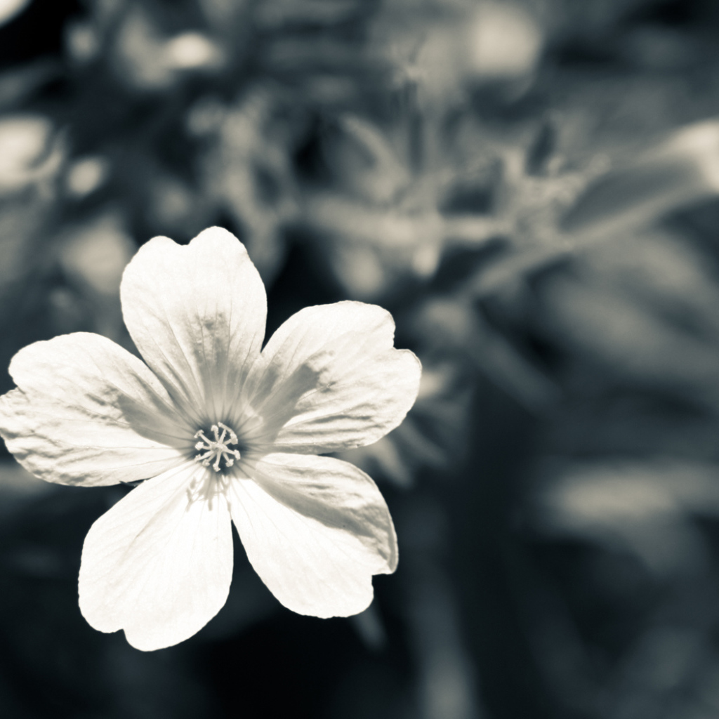 Белый цветок