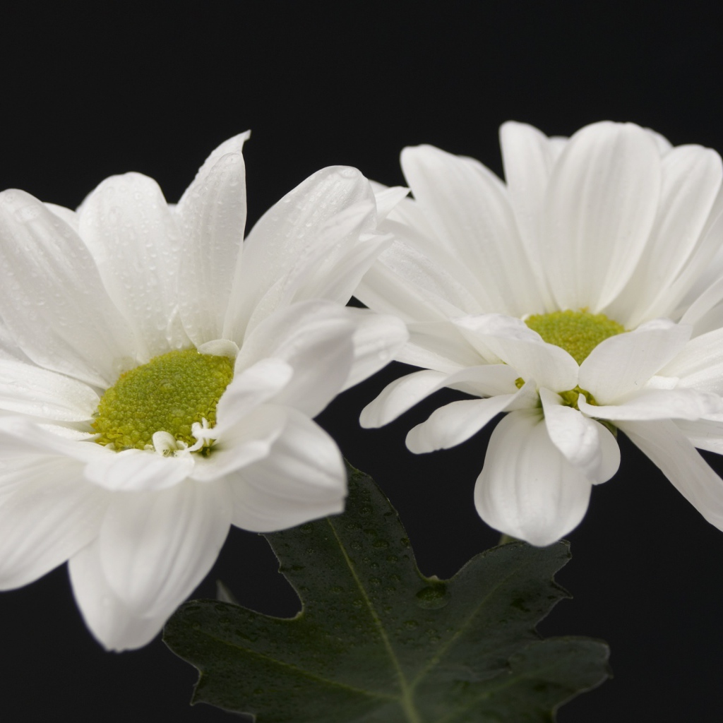 Белые цветы