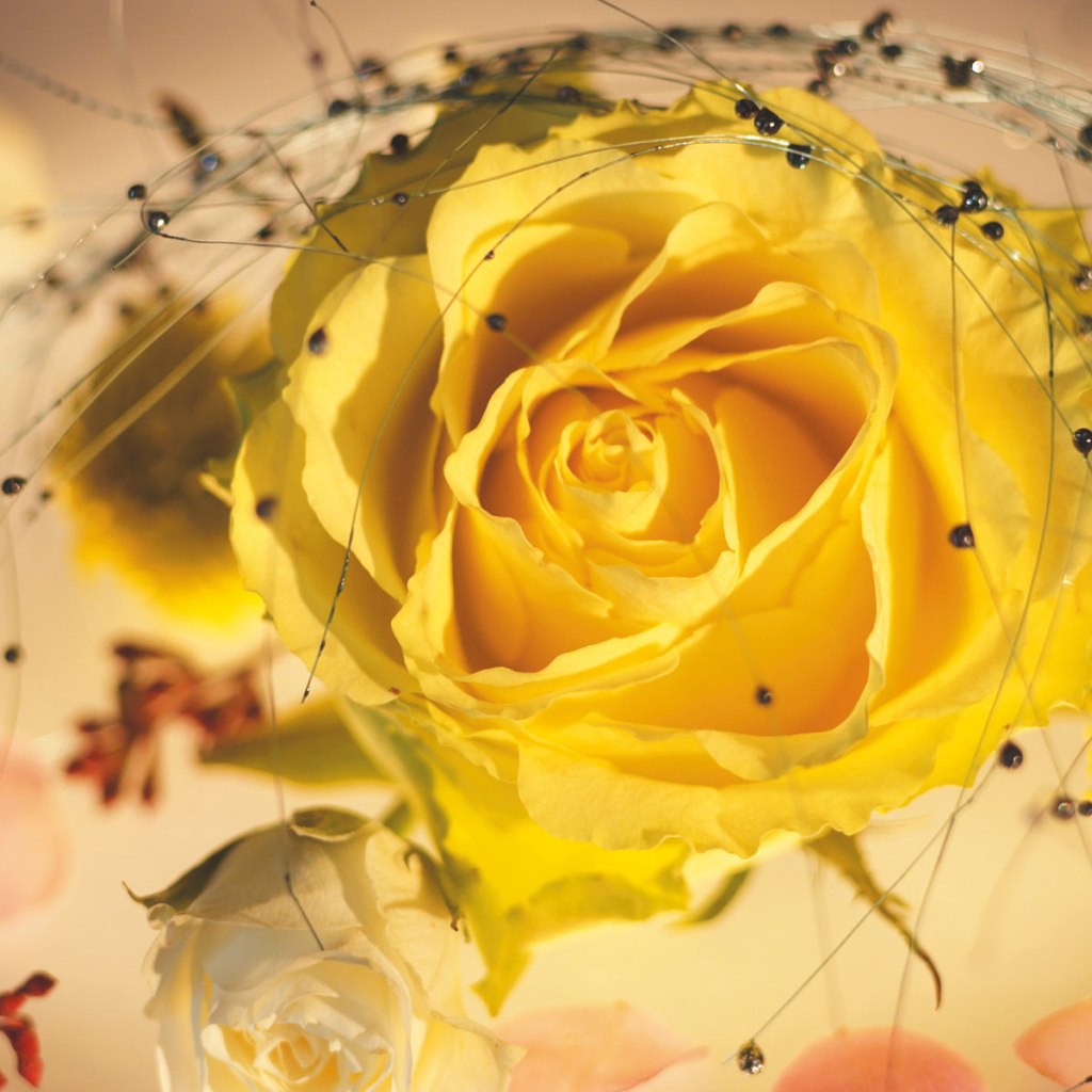 Желтая роза