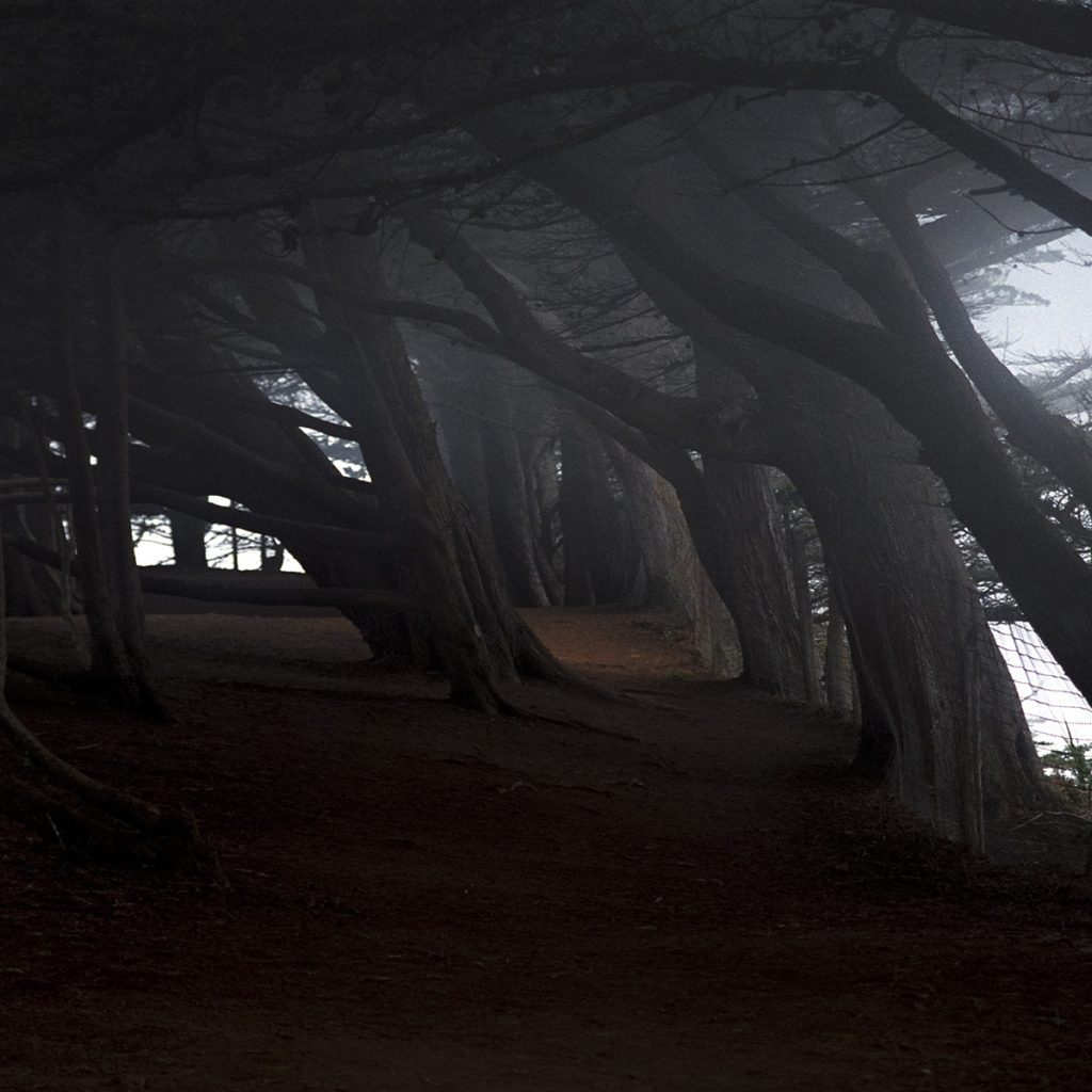 На краю темного леса