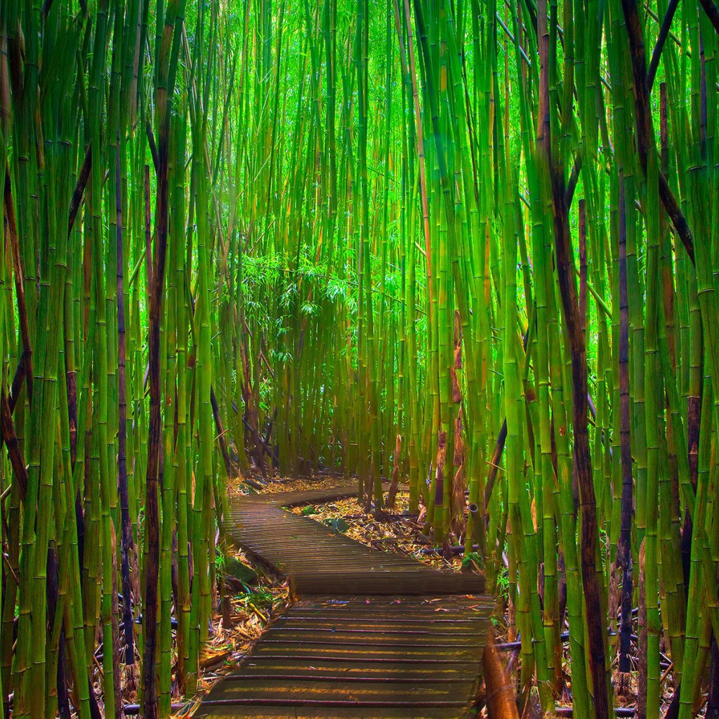 Бамбуковый лес