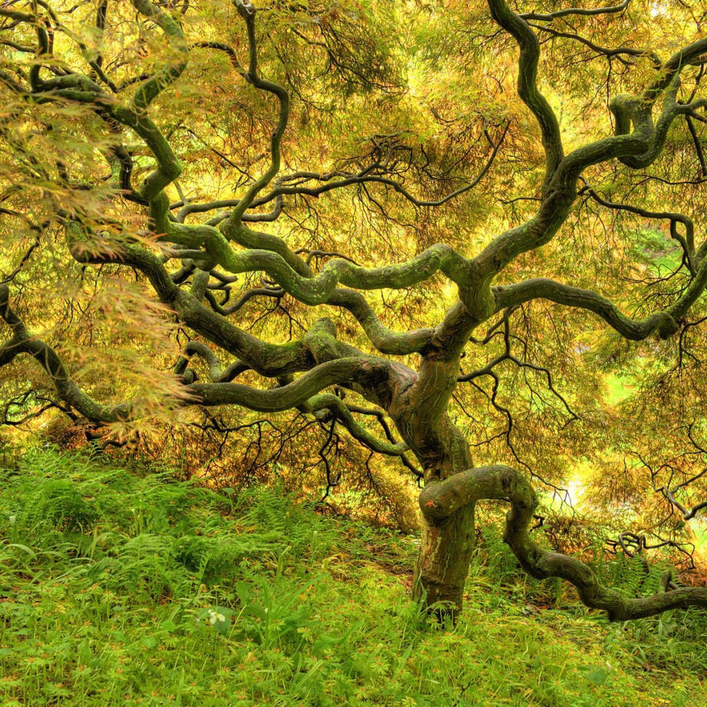 Красивое дерево