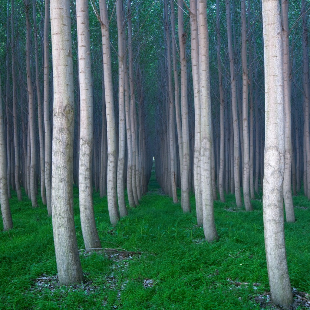 Красивая роща