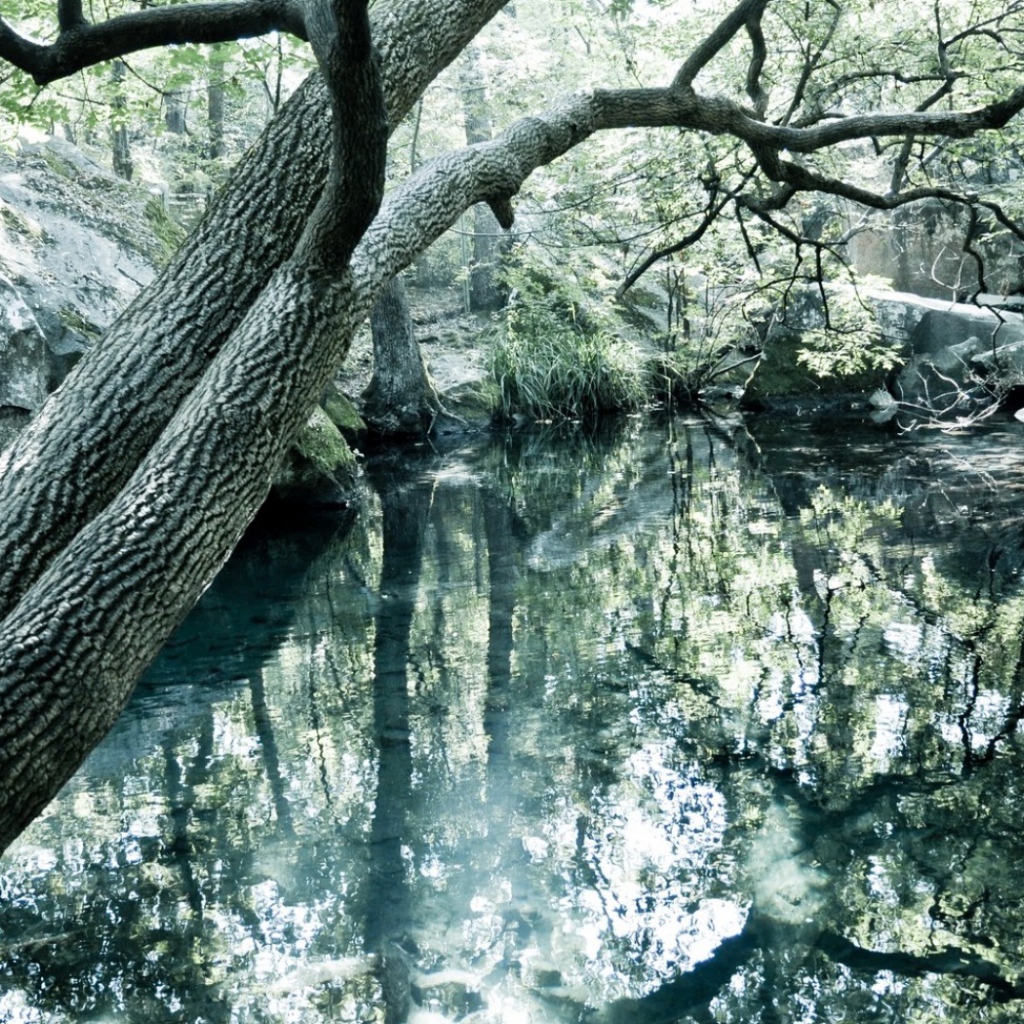 Чистое озеро в лесу