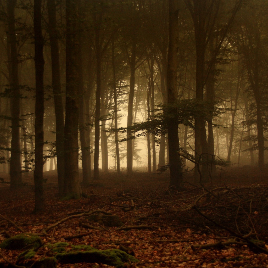 Дремучий лес