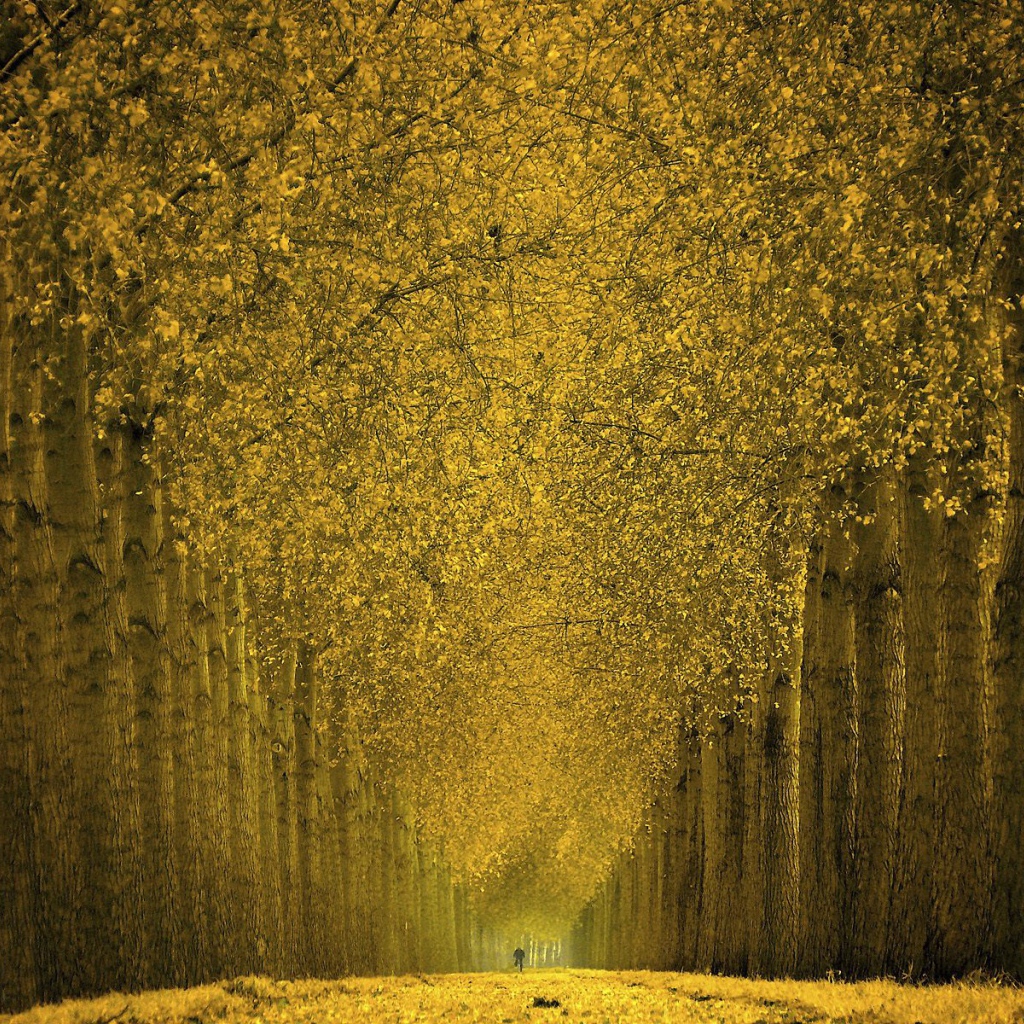 Фантастический лес