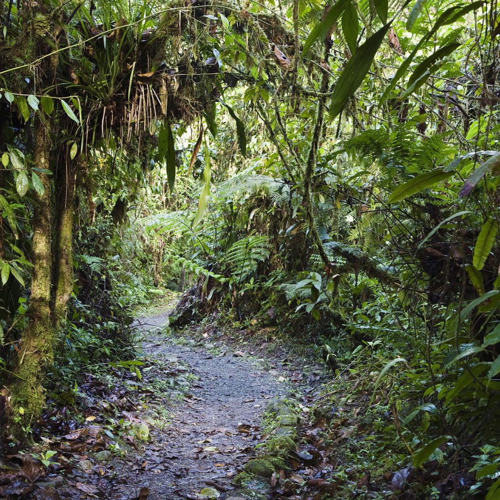 Тропинка через заросли