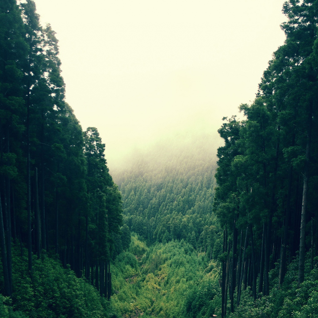 Лесные холмы