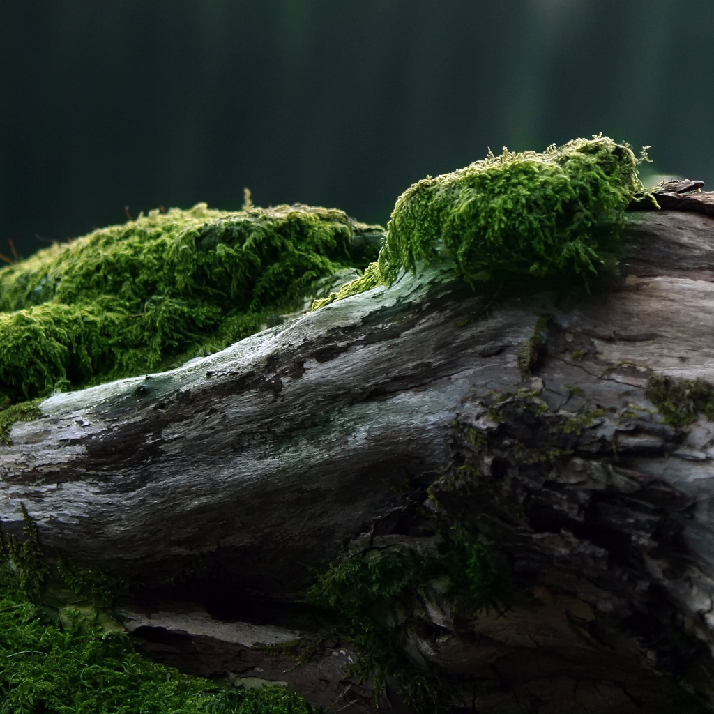 Лесной мох