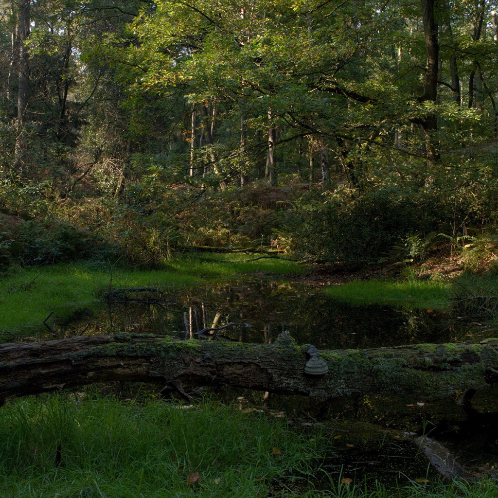 Лесной пруд