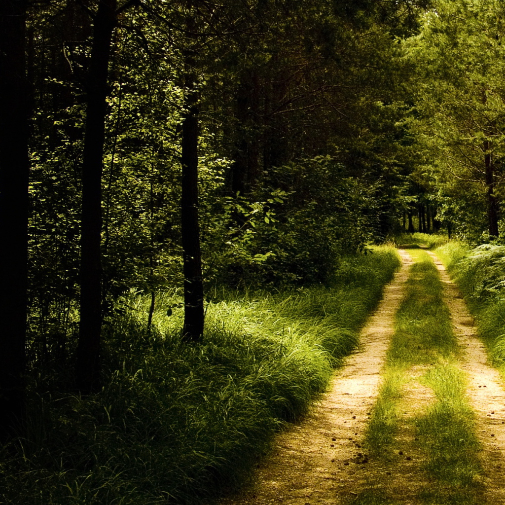Лесная тропинка