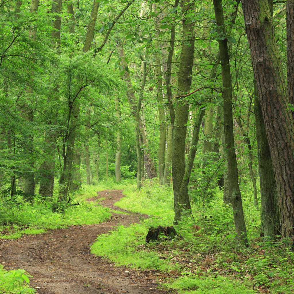 Лесная тропа