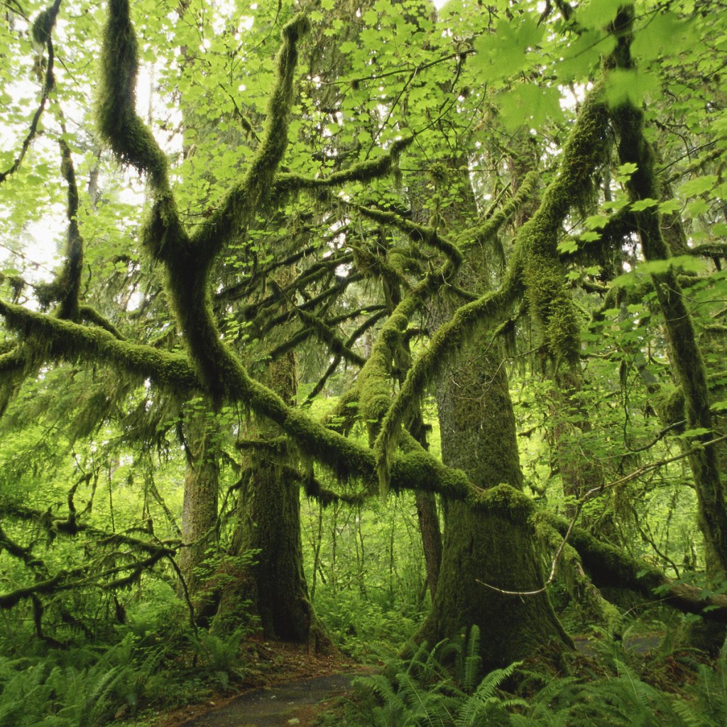 Лес поросший мхом