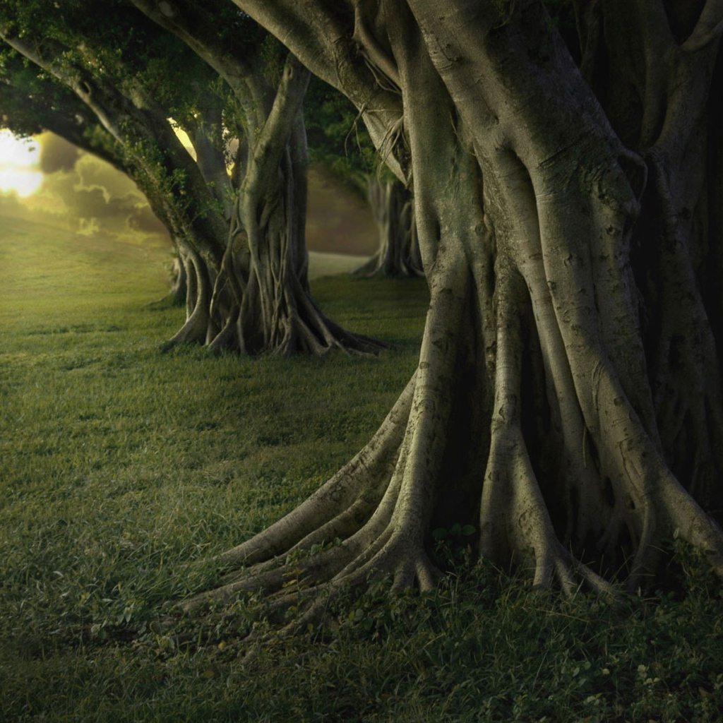 Старые деревья