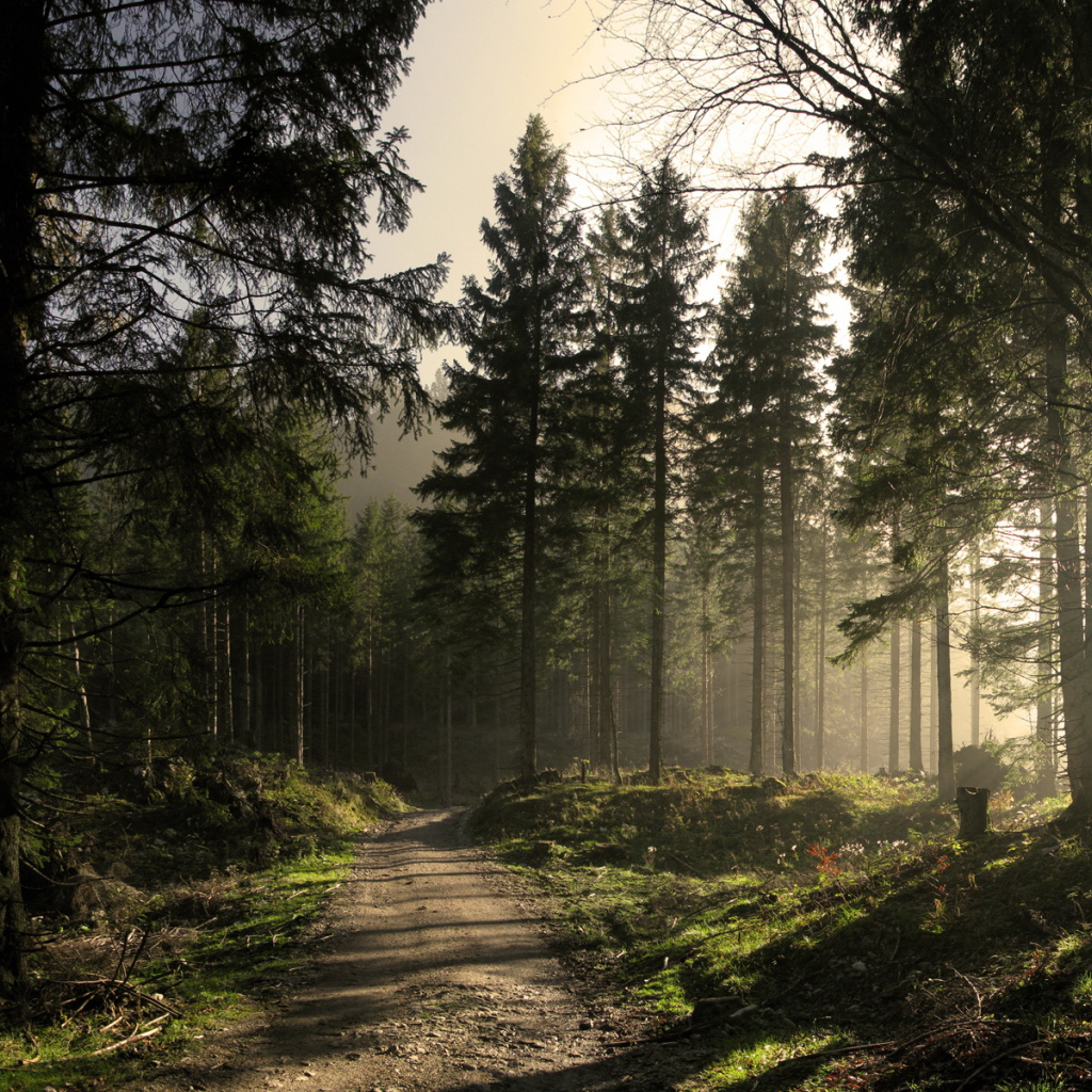 Сосновый лес