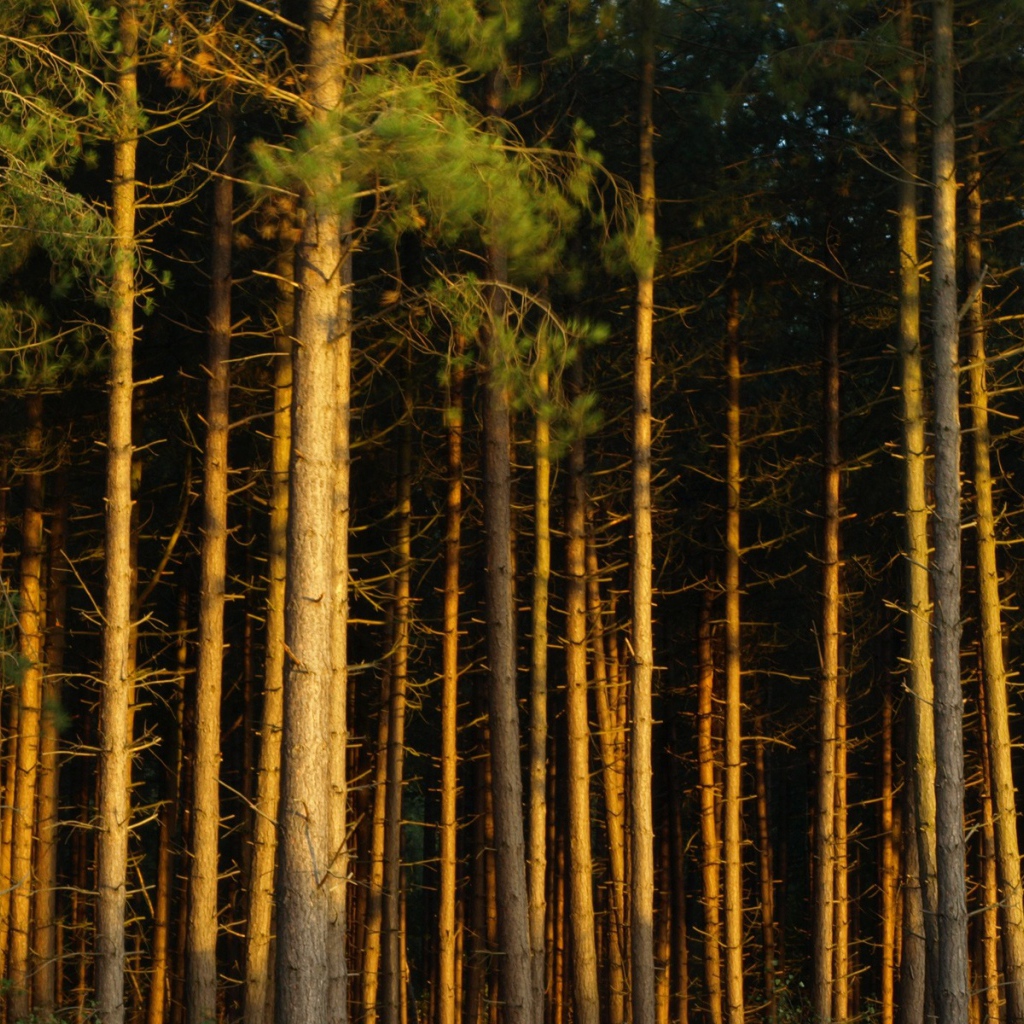 Сосновый бор