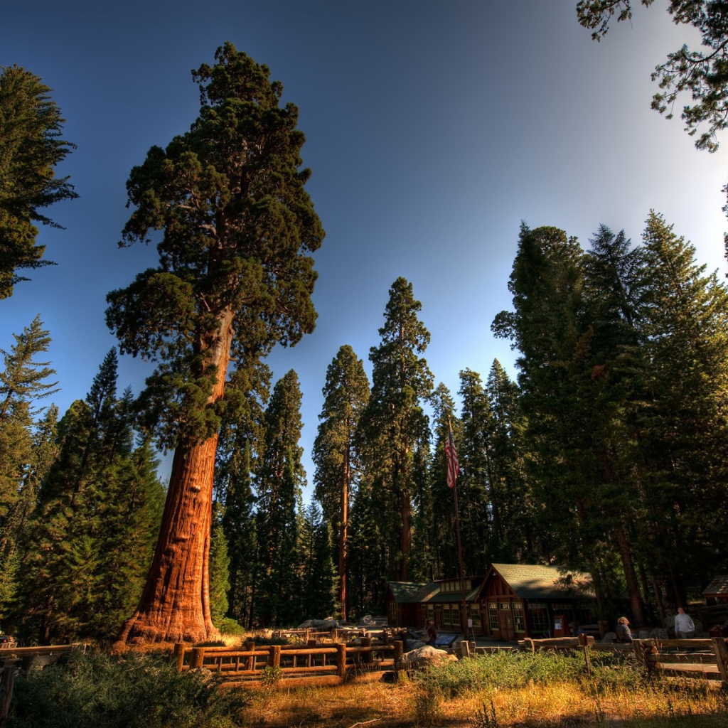 Красный лес