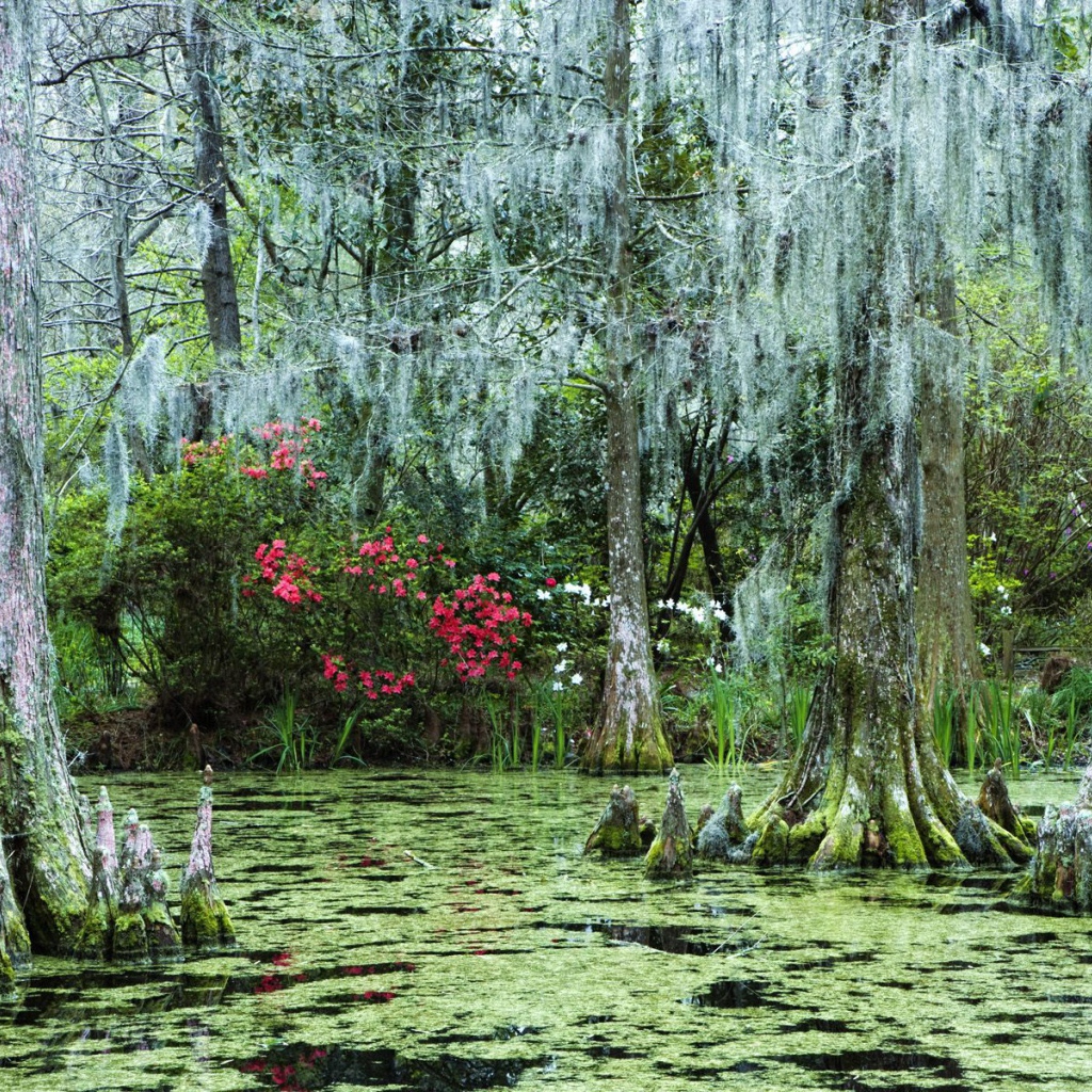 Затонувший лес