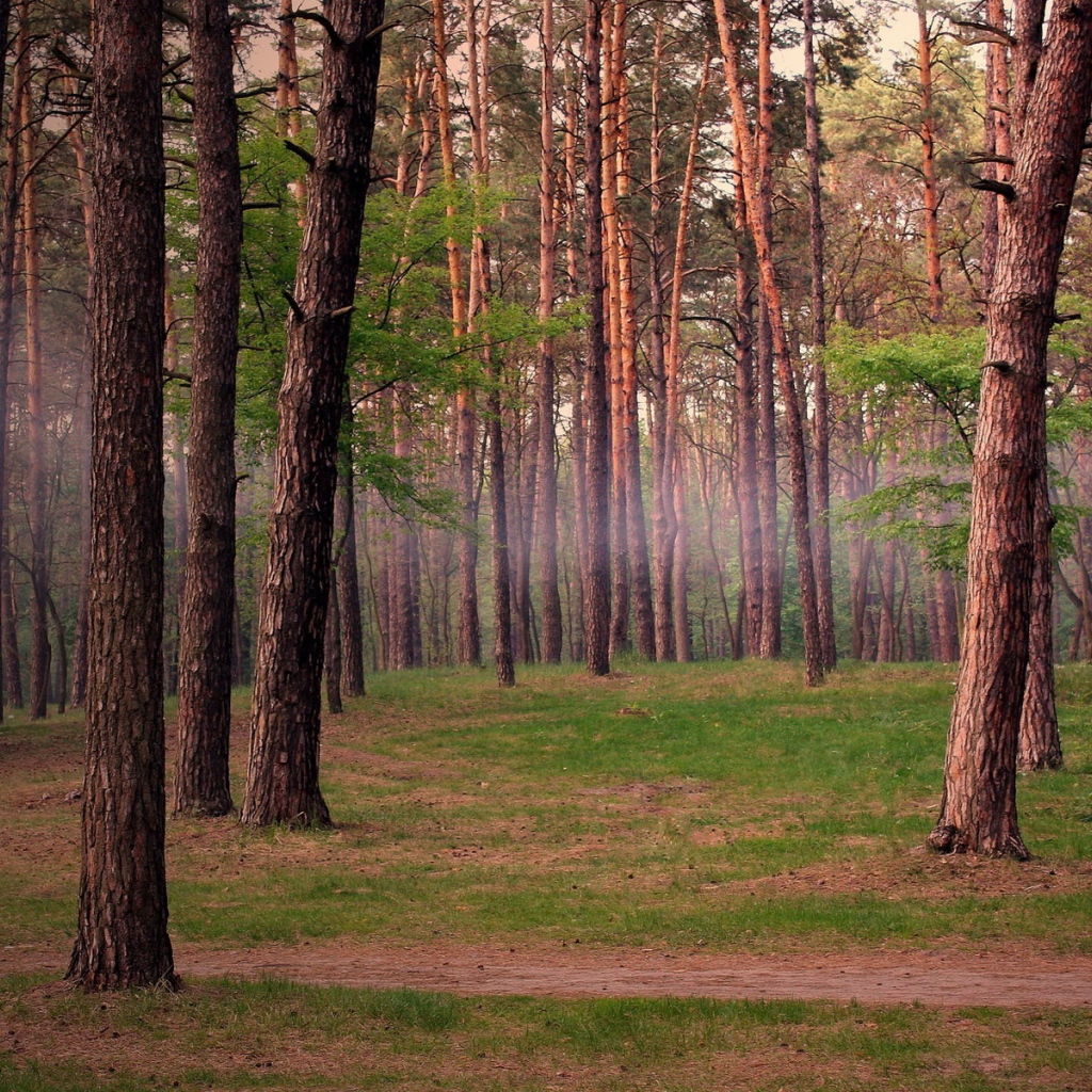 Лес в Подмосковье