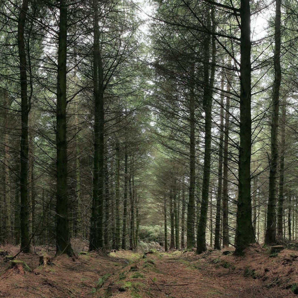 Украинский лес