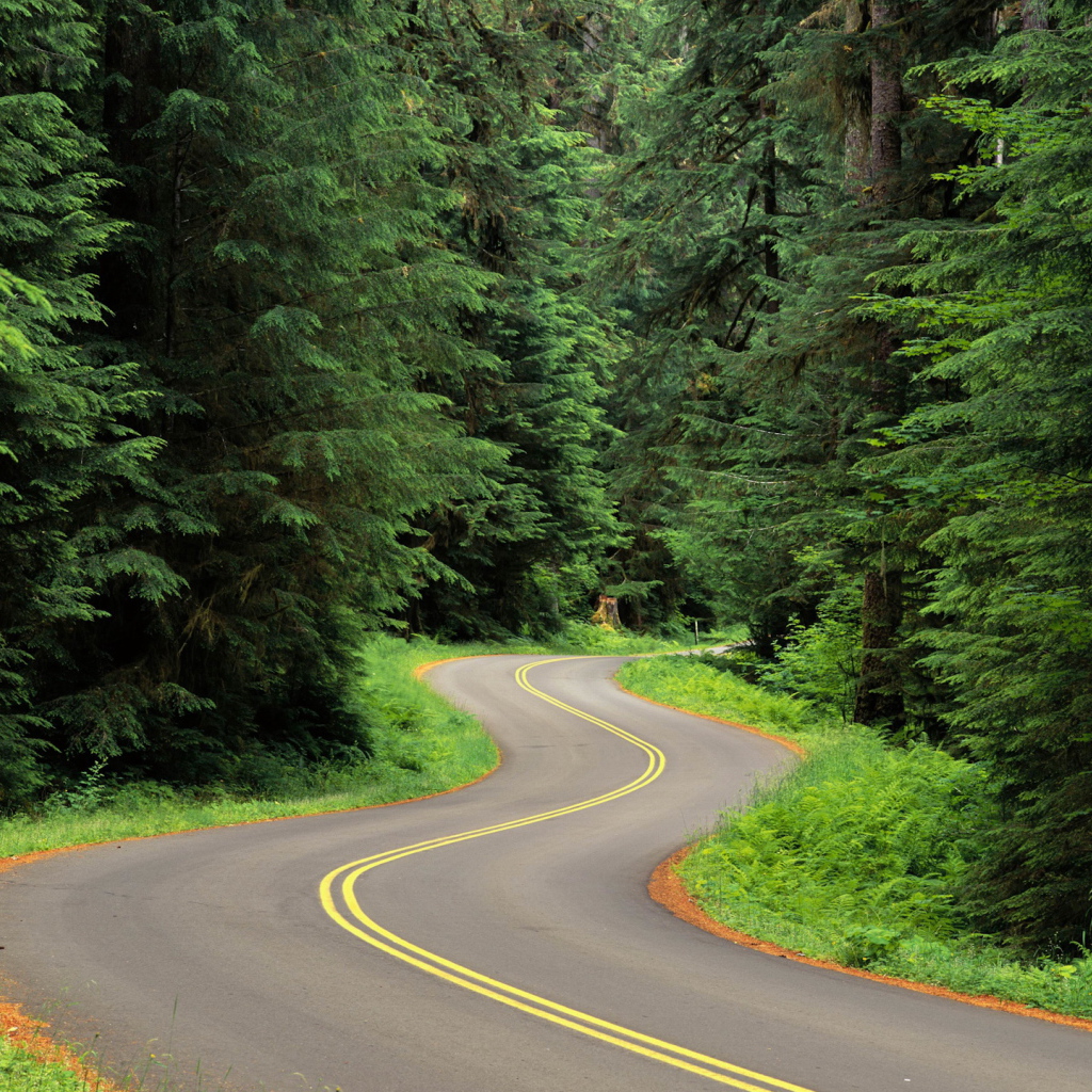 Извилистая лесная дорога