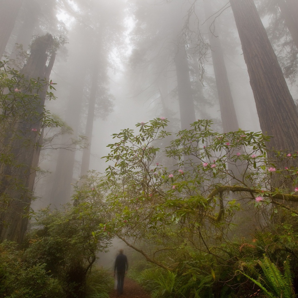 Деревья великаны