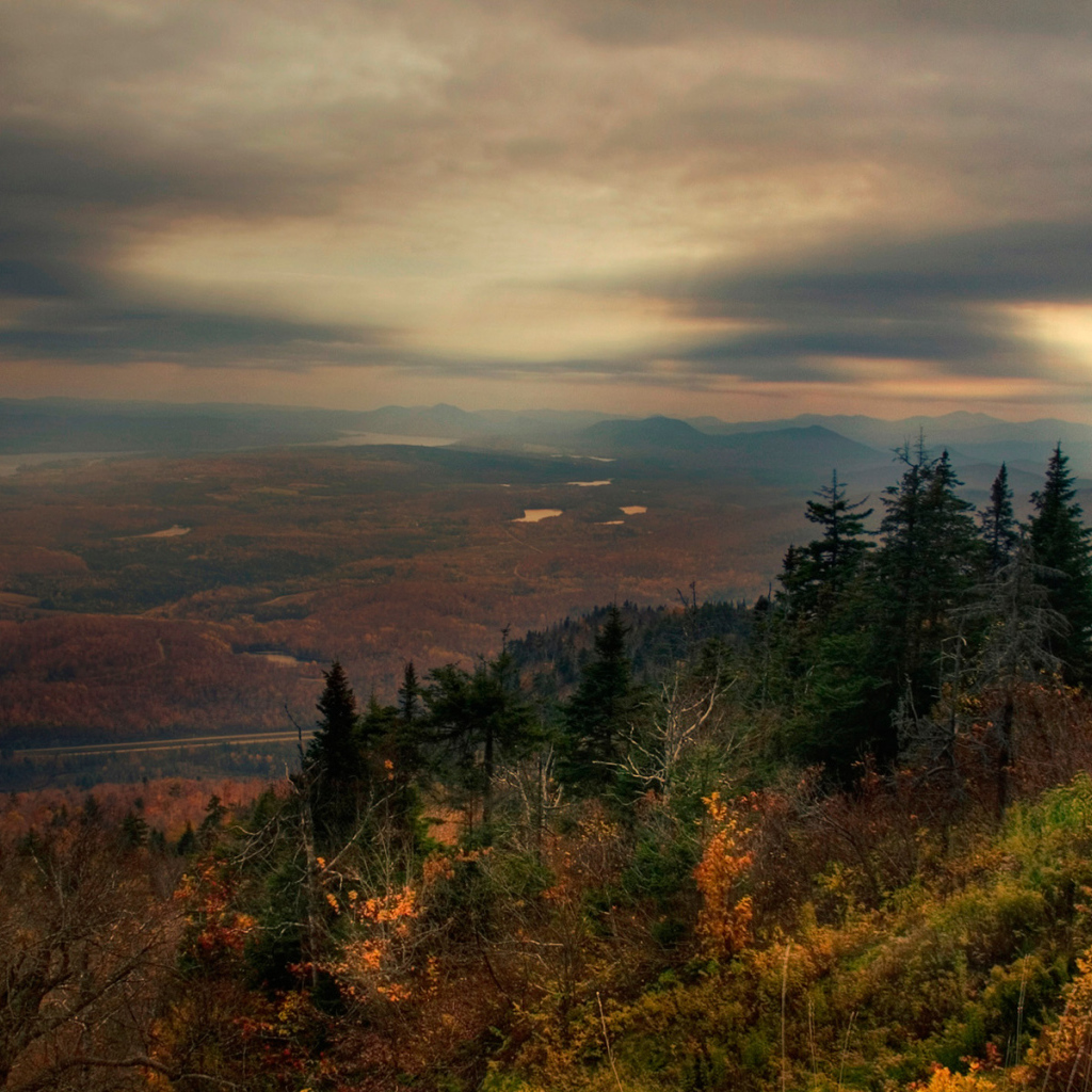 Лес в горах