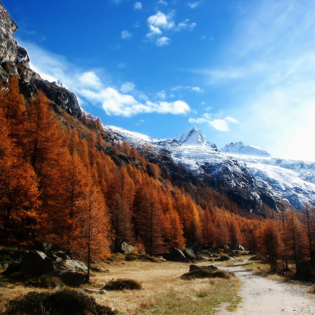 Рыжий лес в горах