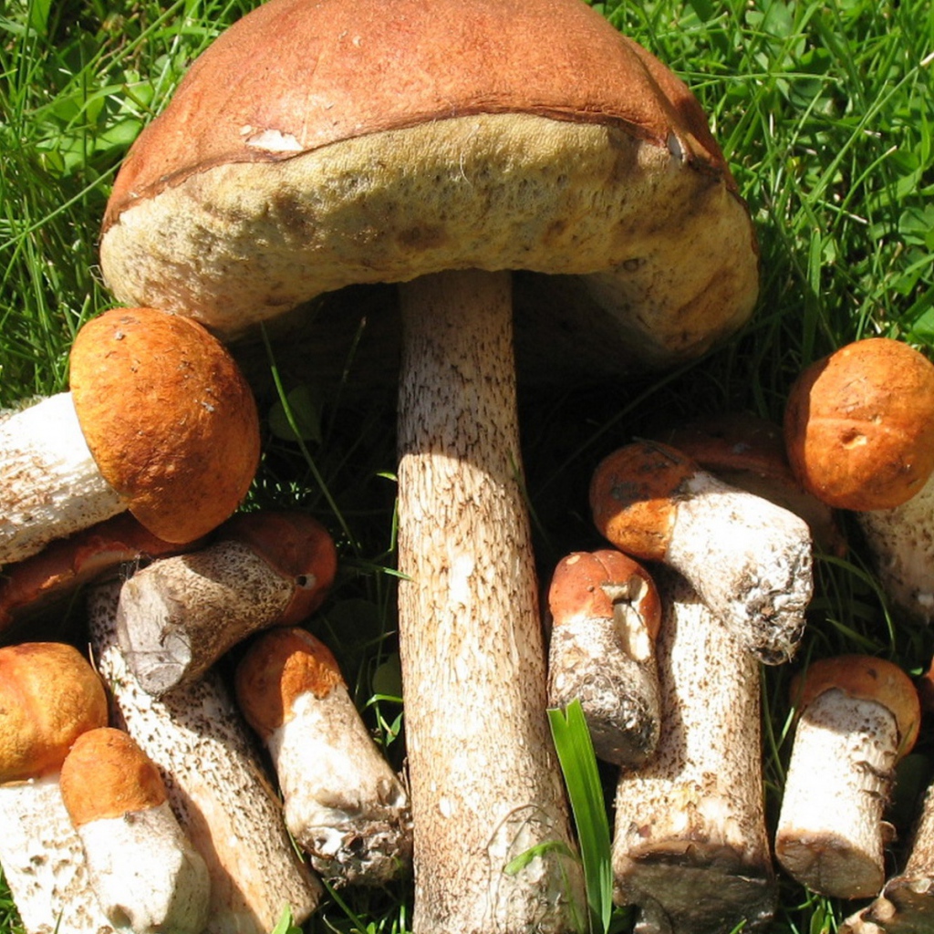 Съедобные грибы