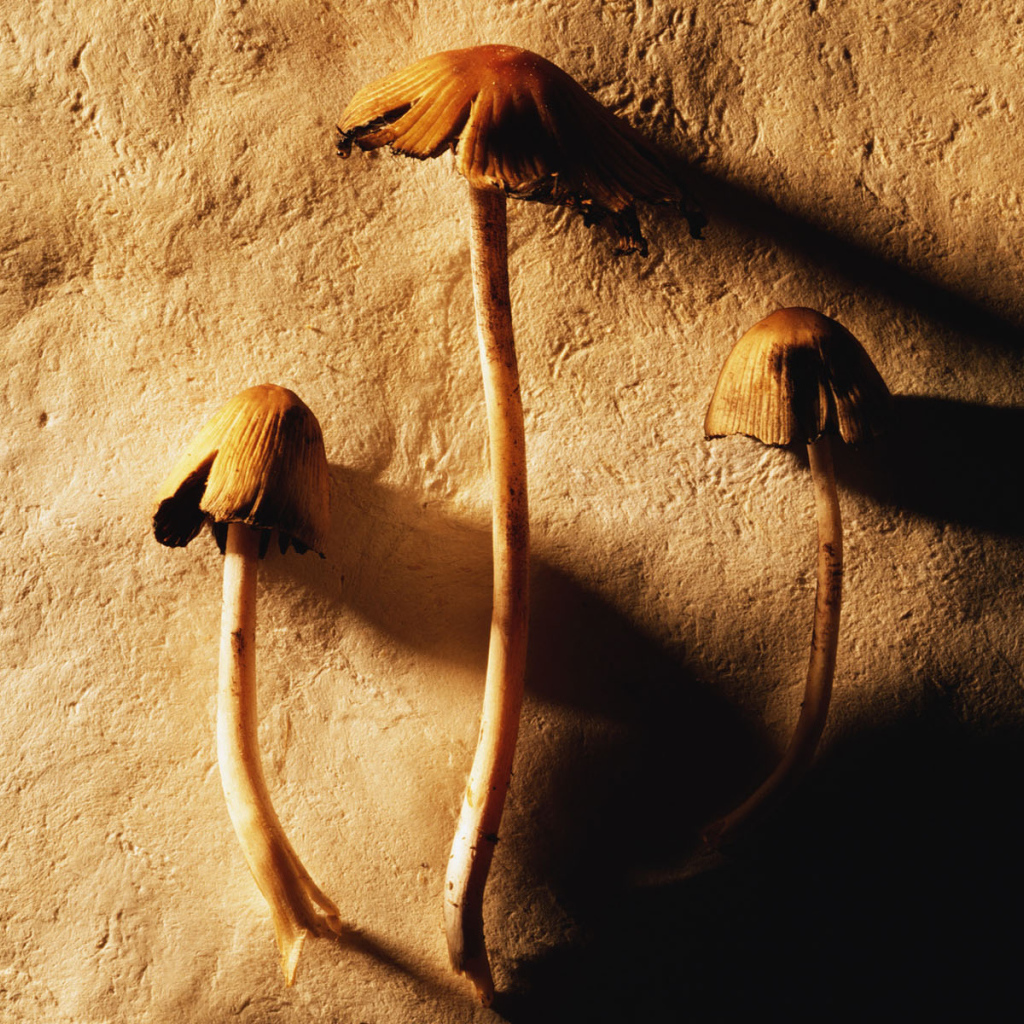 Маленькие грибочки