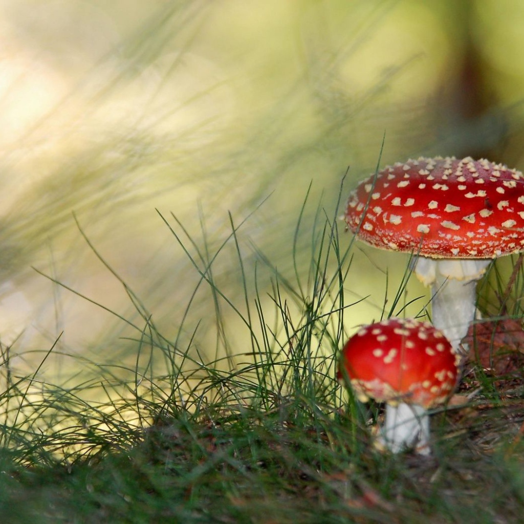 Ядовитые грибы