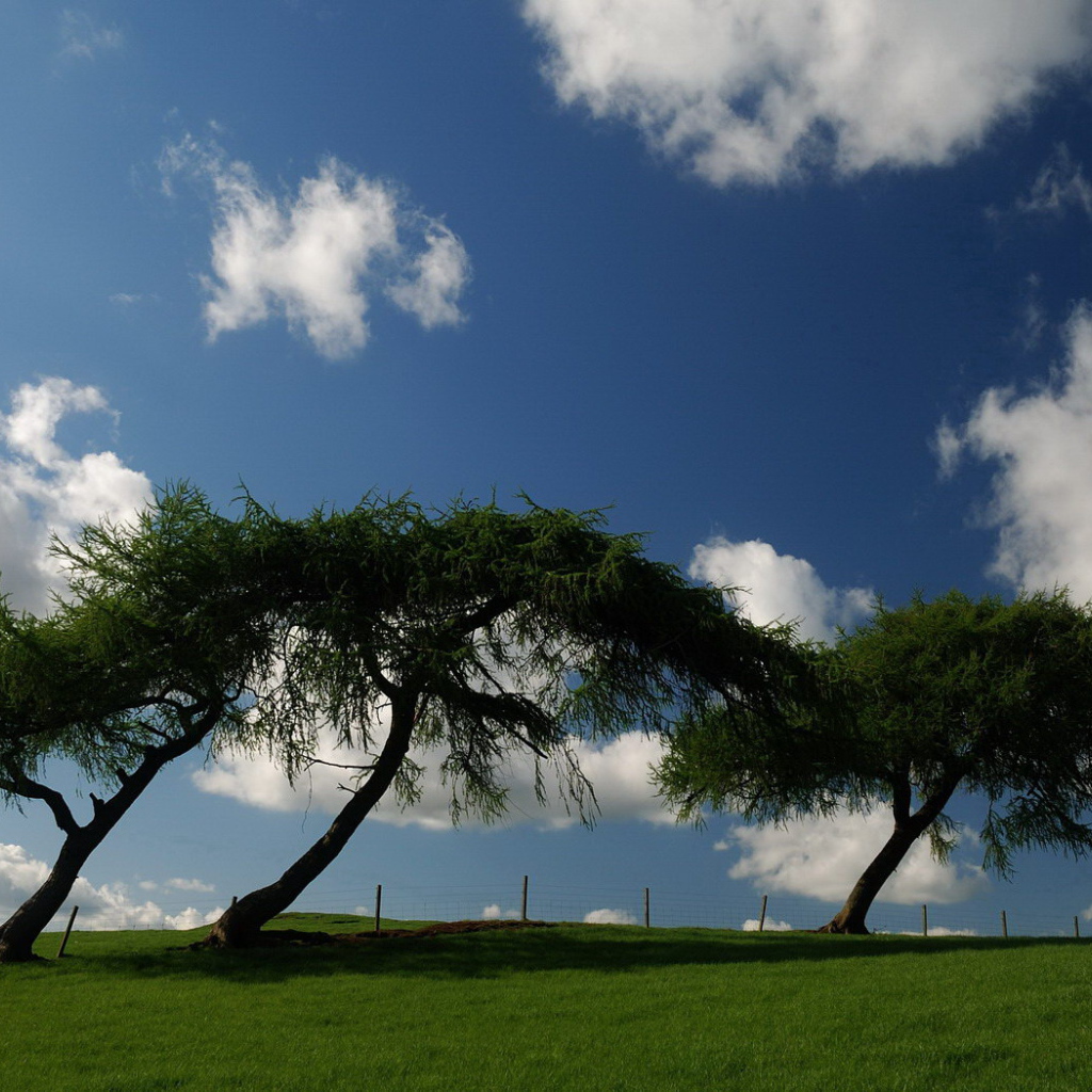 Трава деревья облака