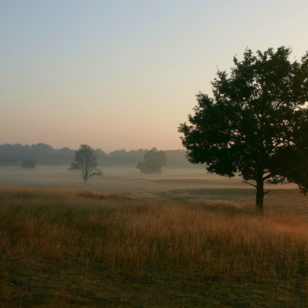 Туманное утро