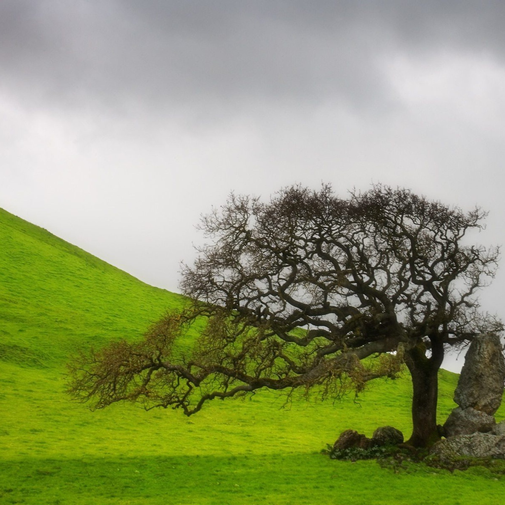 старое дерево