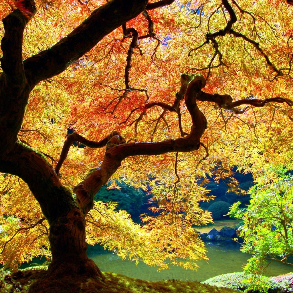 Осеннее дерево