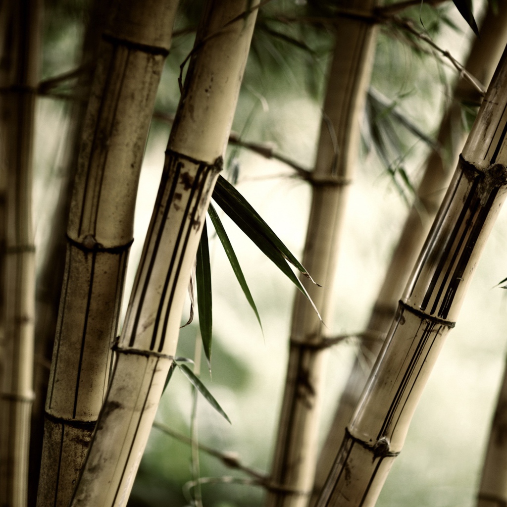 Заросли бамбука